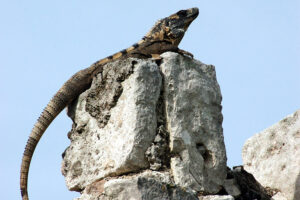 Iguana in Palenque
