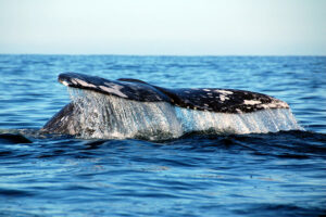 baja california whale watching