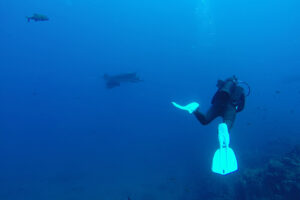 diving with manta ray sea of cortez
